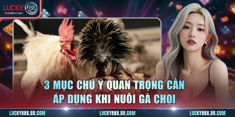 3 mục chú ý quan trọng cần áp dụng khi nuôi gà chọi