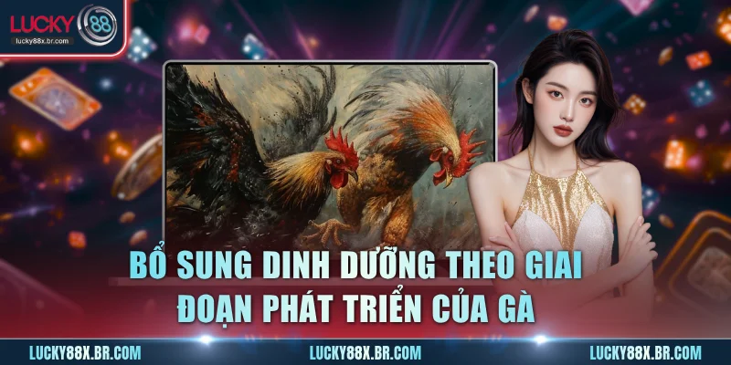 Bổ sung dinh dưỡng theo giai đoạn phát triển của gà