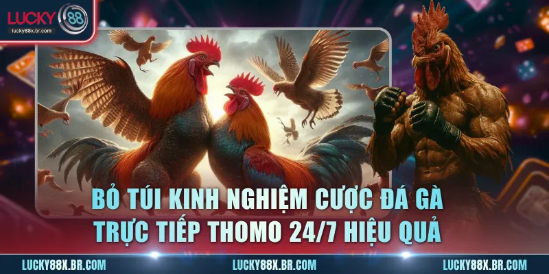 Bỏ túi các kinh nghiệm cược đá gà trực tiếp thomo 24/7 hiệu quả