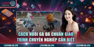 Cách Nuôi Gà Đá