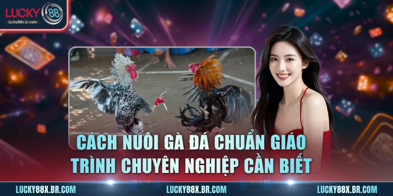 Cách Nuôi Gà Đá