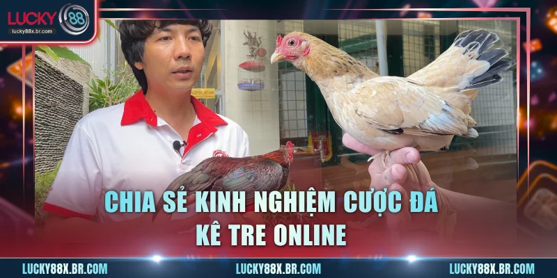 Chia sẻ kinh nghiệm cược đá kê Tre online