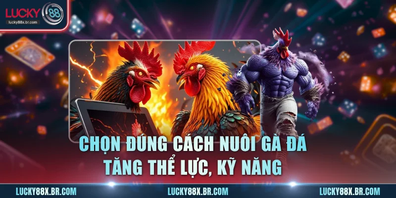 Chọn đúng cách nuôi gà đá tăng thể lực, kỹ năng