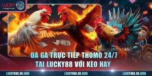 Đá Gà Trực Tiếp Thomo 24/7