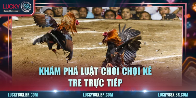 Khám phá luật chơi chọi kê Tre trực tiếp