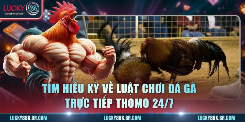 Tìm hiểu kỹ về luật chơi đá gà trực tiếp thomo 24/7
