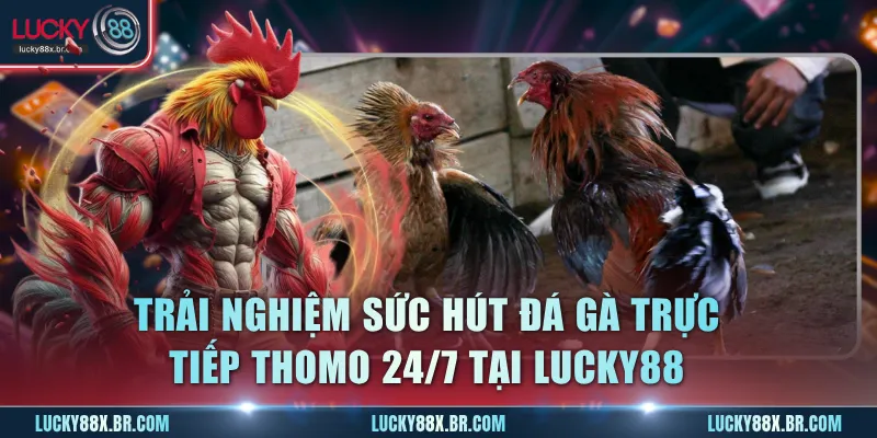 Trải nghiệm sức hút đá gà trực tiếp thomo 24/7 tại Lucky88