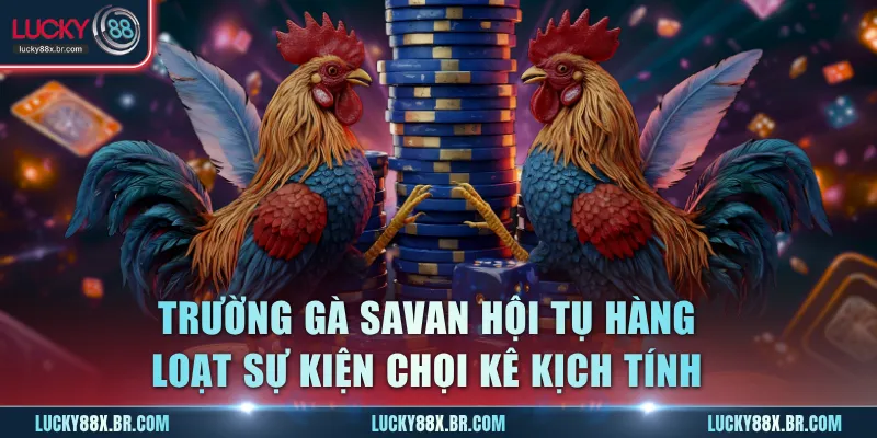 Trường gà Savan hội tụ hàng loạt sự kiện chọi kê kịch tính